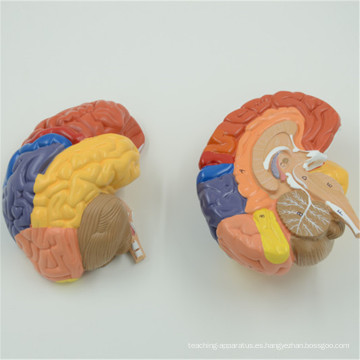 Partes del modelo cerebral de calidad segura